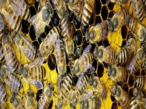 中蜂白天合并蜂群-合并蜜蜂最安全的方法是什么？