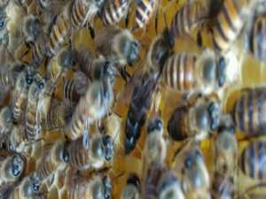 黑蜂椴树蜜-中国蜜蜂割蜜怎么过冬？