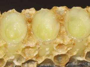 女性吃蜂王浆有什么副作用？蜂王浆不错，但是这些副作用要小心！