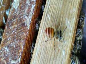 蜜蜂蜂箱-蜂巢是由哪些部分组成的？