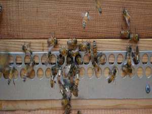 养蜂蜂箱-如何正确检查蜜蜂？