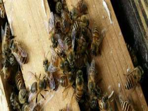 养蜂蜂箱-如何给蜜蜂喂糖？