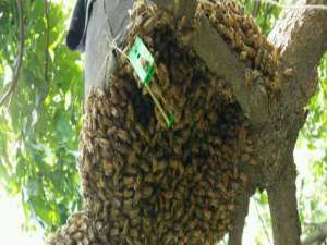 蜜蜂自然分蜂-自然蜂为什么会回归蜜蜂？