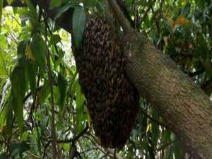蜜蜂自然分蜂-自然蜂为什么不回归蜜蜂？