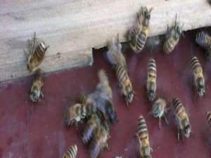 蜂王浆的作用-人工蜜蜂分离有什么好处？