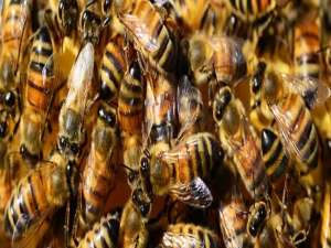 中蜂合并蜂群视频-什么时候需要合并蜜蜂？