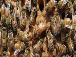 中蜂合并蜂群视频-为什么要合并蜜蜂？