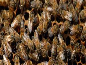 中蜂合并蜂群视频-如何直接合并蜜蜂？