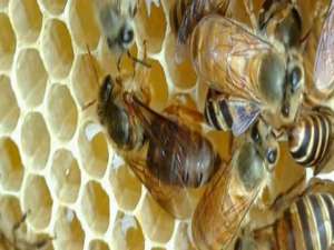 蜜蜂怎么人工造王-如何促进蜂群创造新脾？
