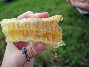 蜂巢蜂蜜的功能、功效及食用方法