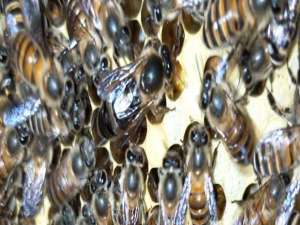 中蜂良种蜂王-为什么每年都要换蜂王？