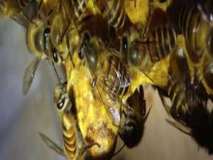 蜜蜂自然分蜂-中国蜜蜂是如何自然分裂的？