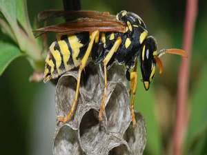 被马蜂蛰了不肿就是刺痛-被黄蜂蛰了能痊愈吗？