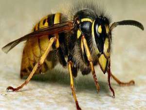 被一只牛角蜂蛰了有事吗-马蜂蛰伤会死人吗？