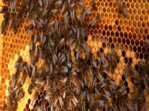 蜜蜂两天喂一次-蜜蜂在秋天会被奖励和喂养多久？