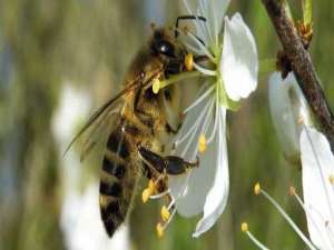 蜂蜜的作用与功效-蜂毒有哪些妙处和功效？