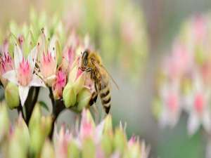 天然毒素有哪些-蜂毒属于什么毒素？