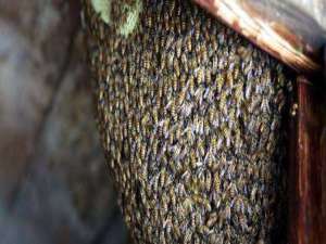 仓蜂品种-仓库蜂王和ABA蜂王哪个好？
