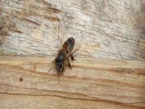 中蜂蜂王品种图片大全-中国最大的蜜蜂种类是什么？