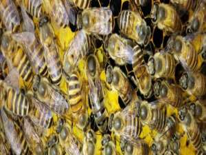 南方养蜜蜂用哪种蜂王好-哪里买中国蜂后最好？
