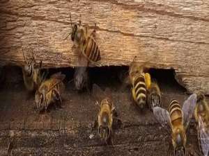 养殖蜜蜂技术-如何繁育中国蜜蜂快速发展？