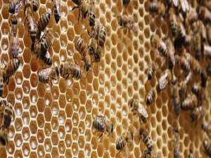 养蜂技术怎样治螨-意大利蜜蜂如何治疗好螨虫？
