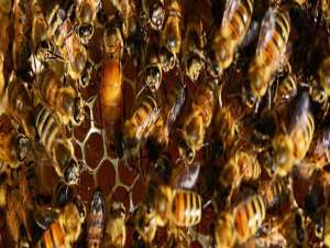 空气清新剂合并蜂群-冬天如何合并蜜蜂最安全？