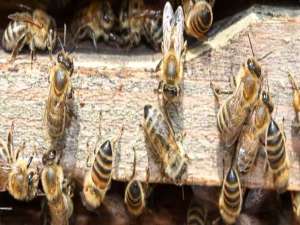 蜂群合并最好方法-两只蜜蜂可以有王者合并吗？
