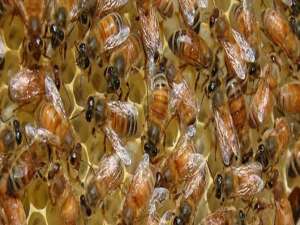 中蜂合并蜂群视频-晚上合并蜜蜂需要喷饮料吗？