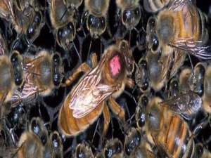 没蜂王的蜂群怎么办-蜂群长期没有王会怎么样？