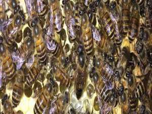 中蜂良种蜂王-网上买蜂王如何最安全？