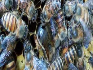 为什么中蜂老是失王-蜜蜂冬天掉王有哪些表现？