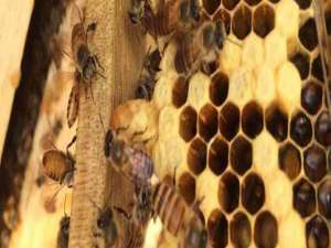 失王了蜂群还会造脾吗-迷路的蜜蜂还要飞几天？