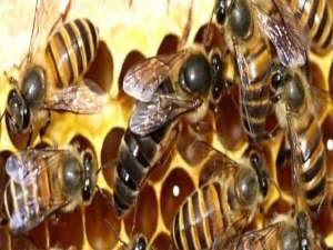 蜜蜂蜂王在哪里买-网上买的蜂王靠谱吗？