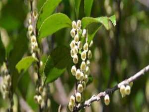 柃木开花及流蜜情况-枥木蜜(野生桂花蜜)产量高吗？