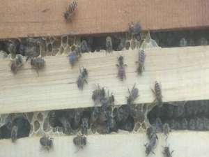 蜜蜂蜂王是怎么产生的-蜜蜂春天繁殖雄性怎么办？