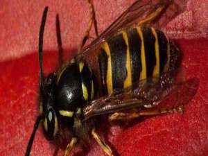 最大蜜蜂图-角蜂有毒吗？