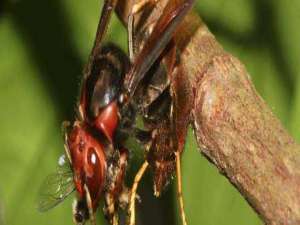 胡蜂招蜂水怎么配-头蜂和虎蜂谁更厉害？