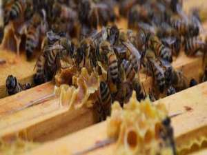 蜜蜂治螨用什么药好-意大利蜜蜂用什么方法快速治愈螨虫？
