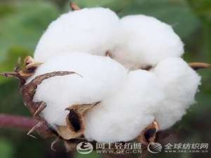 新疆棉花产地在哪里新疆棉花价格多少？