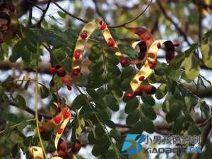 植物靠什么传播种子