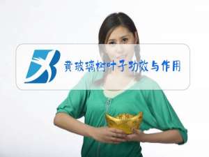 黄玻璃树叶子功效与作用