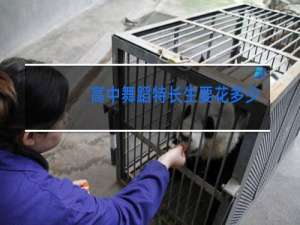 高中舞蹈特长生要花多少钱