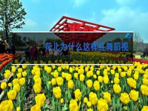 花儿为什么这样红舞蹈报幕词