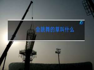 会跳舞的草叫什么