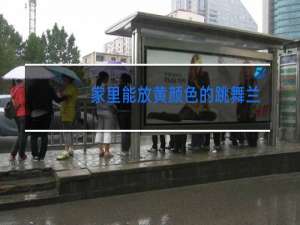 家里能放黄颜色的跳舞兰吗