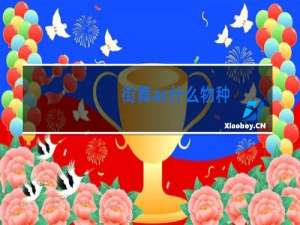 街舞ac什么物种