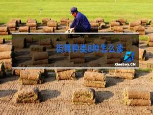 街舞种类8种怎么读