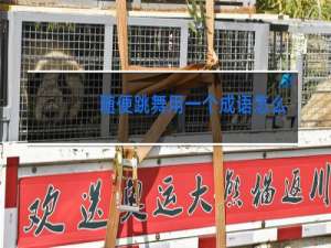 随便跳舞用一个成语怎么说