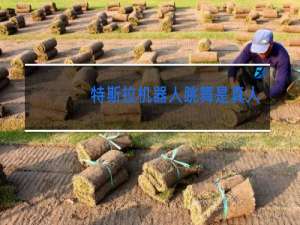 特斯拉机器人跳舞是真人吗